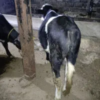 ۱ عدد گاو سیمینتال ۲ عدد هم گاو