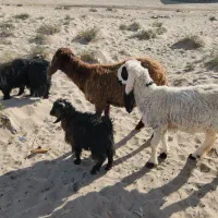 دوتا بره نر و۵تا کره نر برای داشت خوابنده