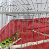 قناری سبز چمنی نر