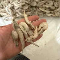 میگو برای تعمه قلاب و استفاده خونه پرورشی
