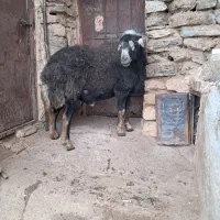 قوچ قره چال سه ساله