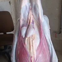 گوشت گوسفند بره نر
