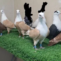 کبوتر کفتر کلاغ کربلایی