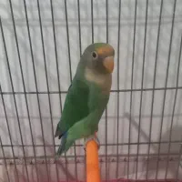 طوطی برزیلی