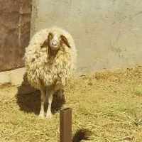 فروش بره سالم و پرواری