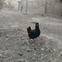 مرغ خروس گلین چهل تاج ریشو|حیوانات مزرعه|ری, علایین|دیوار