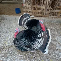 بوقلمون نر و ماده