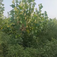 مشارکت در ساخت