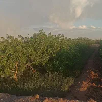 زمین کشاورزی پسته گودگوار