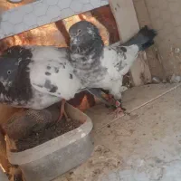 ۱۲ جفت کفتر پرشی دونسته|پرنده|خمینی‌شهر, |دیوار