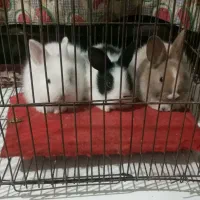 بچه خرگوش نیم لپ|موش و خرگوش|کرمان, |دیوار