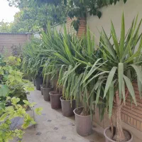 یوکا زیر قیمت گلخانه