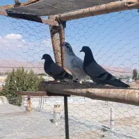 کبوتر فروشی