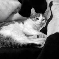 گربه|گربه|ورامین, |دیوار