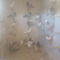 کبوتر|پرنده|چناران, |دیوار