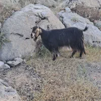 بز شهرکردی