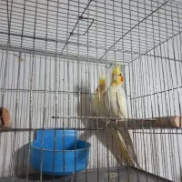 عروس هلندی جفت|پرنده|رشت, شالکو|دیوار