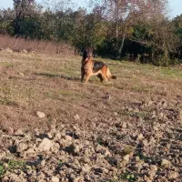 واگذاری ژرمن ماده