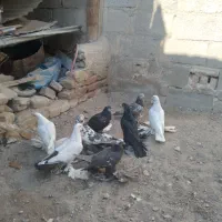 کبوتر دم سیاه