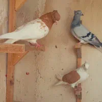 پرنده  ماده|پرنده|شیراز, دروازه قران|دیوار