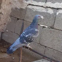 کرز کمیاب نر