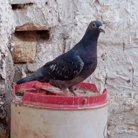 کبوتر مگس چاپی