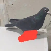 کبوتر