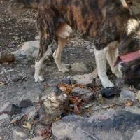 سگ نگهبان|سگ|مشهد, مشکینی (شهرک غرب)|دیوار