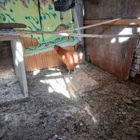 فروش مرغ و خروس|حیوانات مزرعه|گمیشان, |دیوار