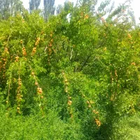 زمین و باغ وسوله وحیاط دریالقوزآغاج  مرند|فروش دفتر صنعتی، کشاورزی، تجاری|مرند, |دیوار