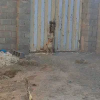 فروش گاوداری