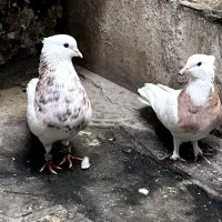 دو جفت کفتر طوقی