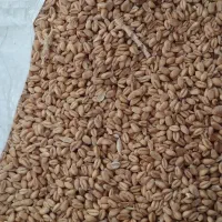 گندم پیشگام