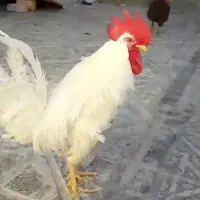 خروس خونگی یساله