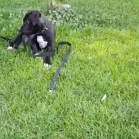 سگ امریکن پیت بول تریر|سگ|تهران, سعادتآباد|دیوار