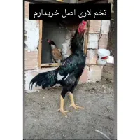 تخم لاری آگهی چک شود
