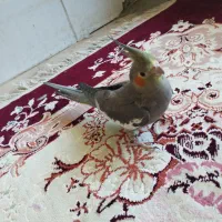 عروس هلندی ماده بالغ