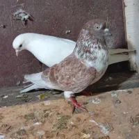 کبوتر|پرنده|شاندرمن, |دیوار