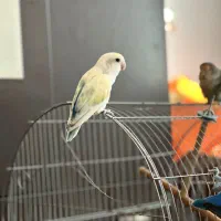 طوطی برزیلی و قفس پرنده