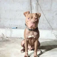 سگ پیتبول نژاد اصیل