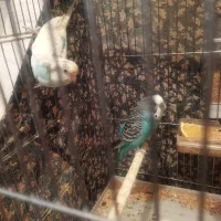 مرغ عشق مولد 3ساله