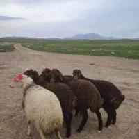 تعدا 5راس گوسفند کاور ما داشتی درجه یک مالچه