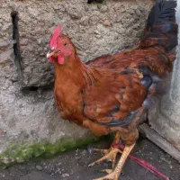 10عدد خروس های جوان وآواز خوان محلی|حیوانات مزرعه|رشت, بوسار|دیوار