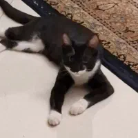 واگذاری گربه رایگان