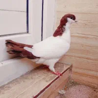 جفت یال دم سرخ