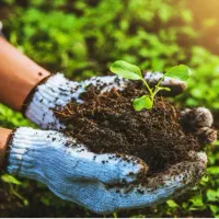 محصولات کشاورزی