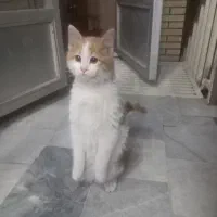 واگذاری گربه ملوس