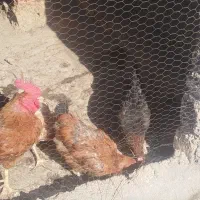 خروس ومرغ محلی