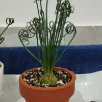 گیاهان جذاب