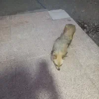 واگزار سگ اشپیز ماده